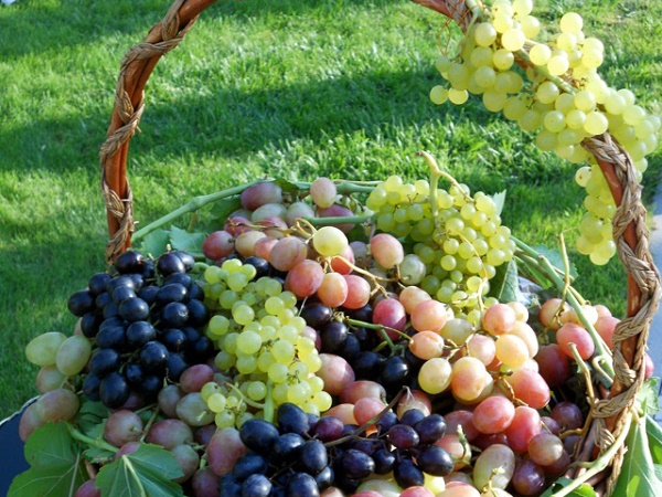 20 августа - Благословение винограда (армяне)